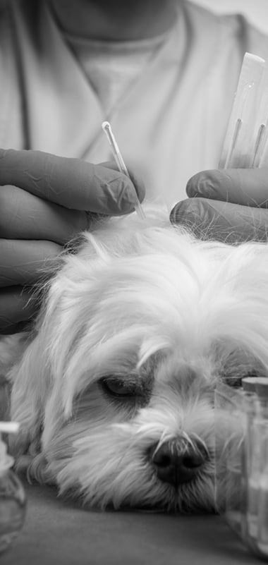 Acupuntura Veterinaria