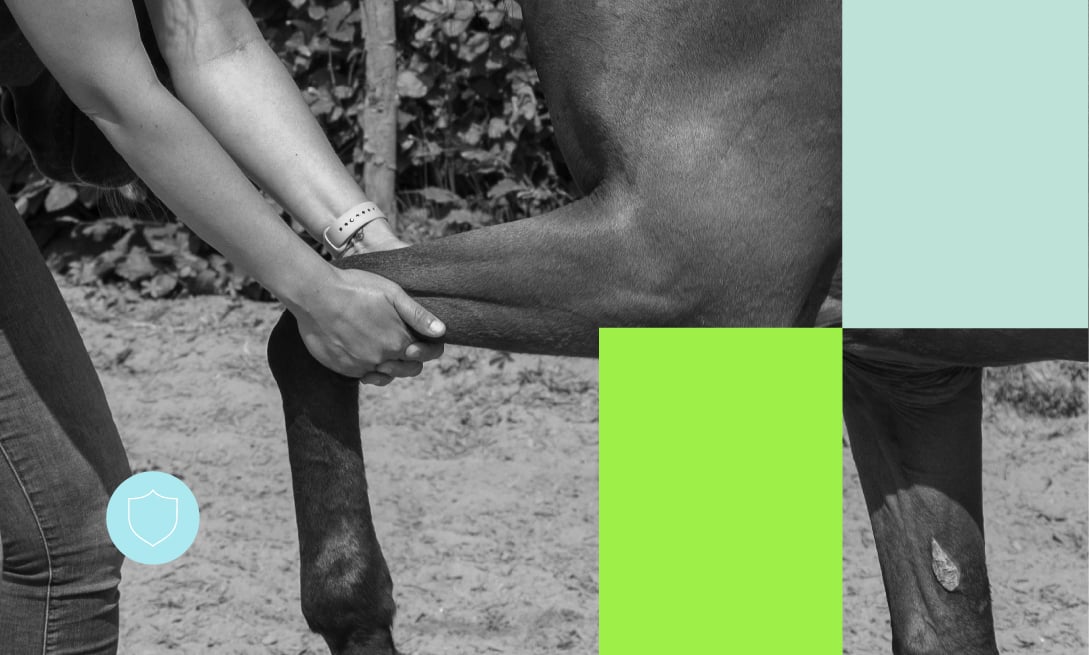 Novos Cursos_Fisioterapia e reabilitação em equinos