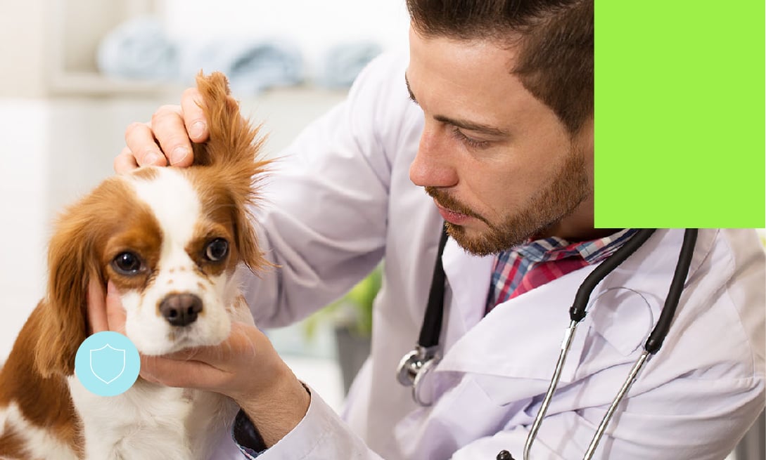 Banners Bacheralato_Veterinaria