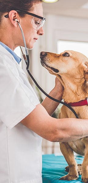 Veterinaria