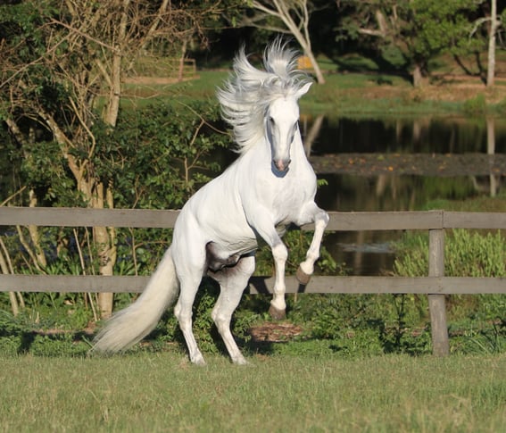 SugestãoImagem_COMPORTAMENTO DE EQUÍDEOS3-1