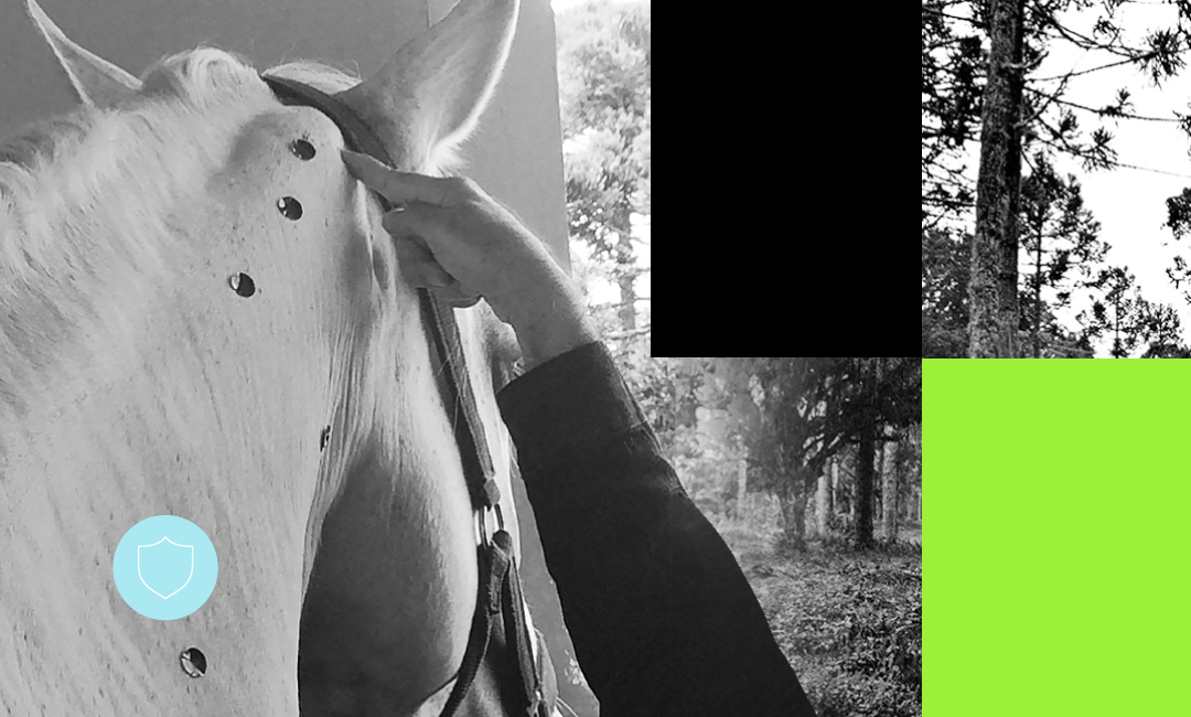 Acupuntura energética veterinária e terapias orientais