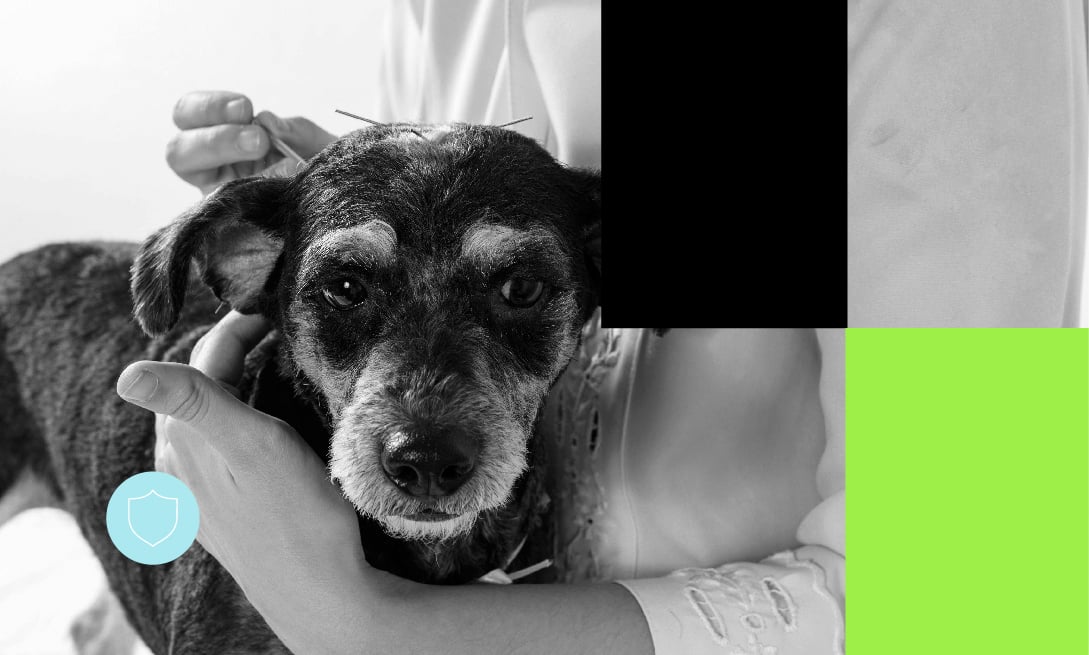 Areas Agrarias e Veterinaria_Disturbios da Comunicacao