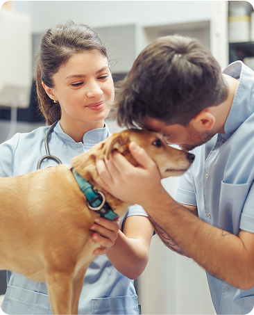 Medicina Veterinária